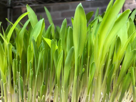 Microgreens for breakfast