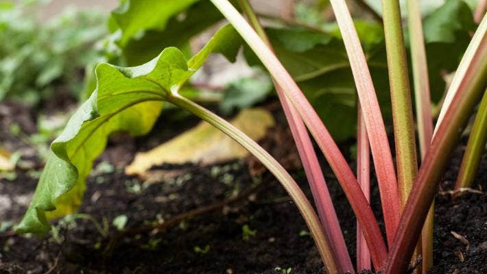 Health Benefits of rhubarb